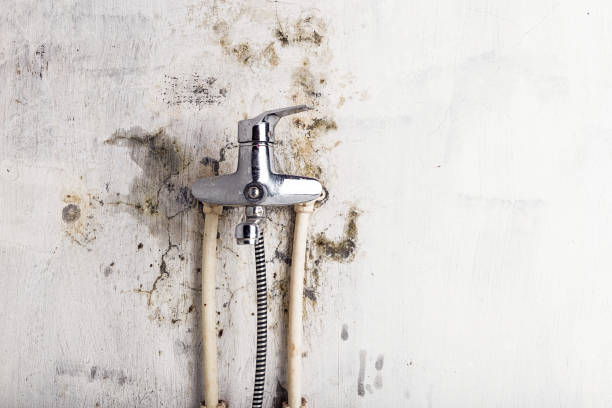 Best Emergency Mold Remediation in Fort Recovery, OH