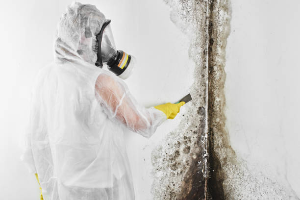Best Residential Mold Remediation in Fort Recovery, OH