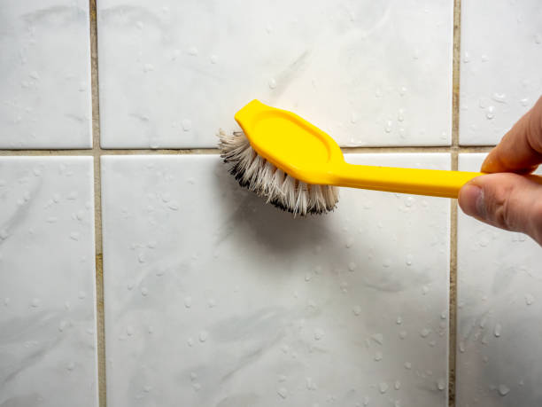 Best Insurance-Related Mold Remediation in Fort Recovery, OH
