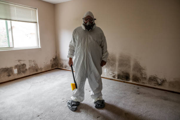 Best Localized Mold Remediation (e.g., coastal areas, humid climates) in Fort Recovery, OH