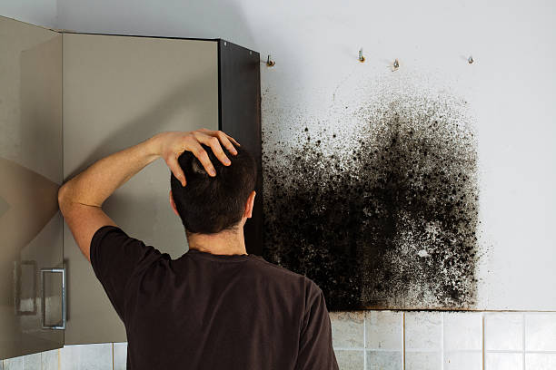 Best HVAC Mold Remediation in Fort Recovery, OH